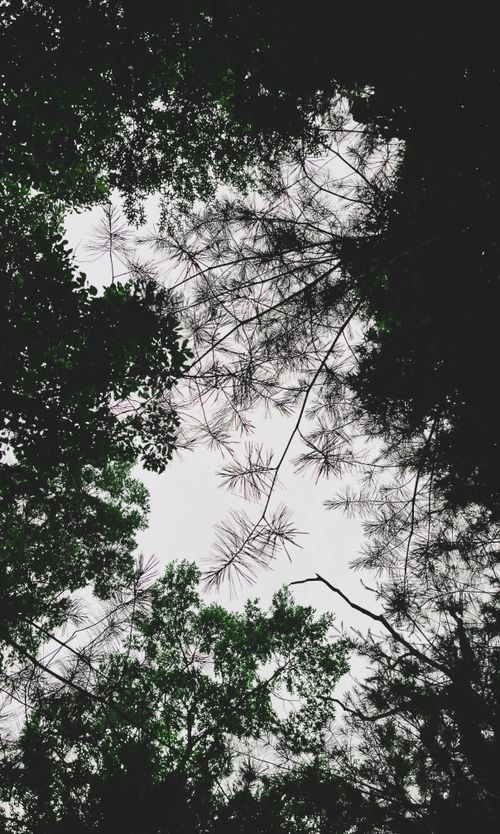 Free Silhouetted forest canopy with diverse leaves against a cloudy sky. Stock Photo