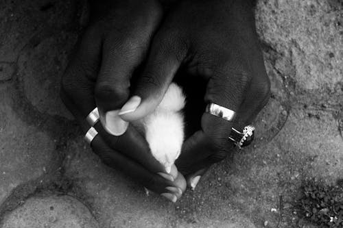 civciv, eller, gri tonlama içeren Ücretsiz stok fotoğraf