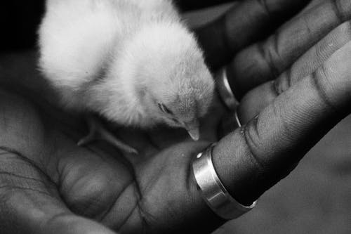 A Grayscale Photo of a Person Holding a Chick
