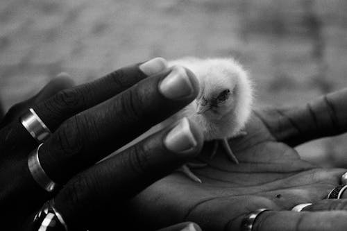 A Grayscale Photo of Person Wearing Silver Rings while Holding a Chick