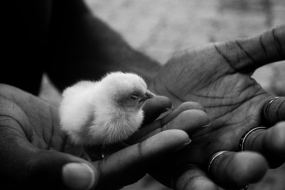 Close-up of hands gently cradling a fluffy chick in black and white.