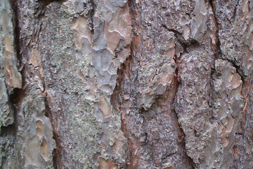 Tree Bark