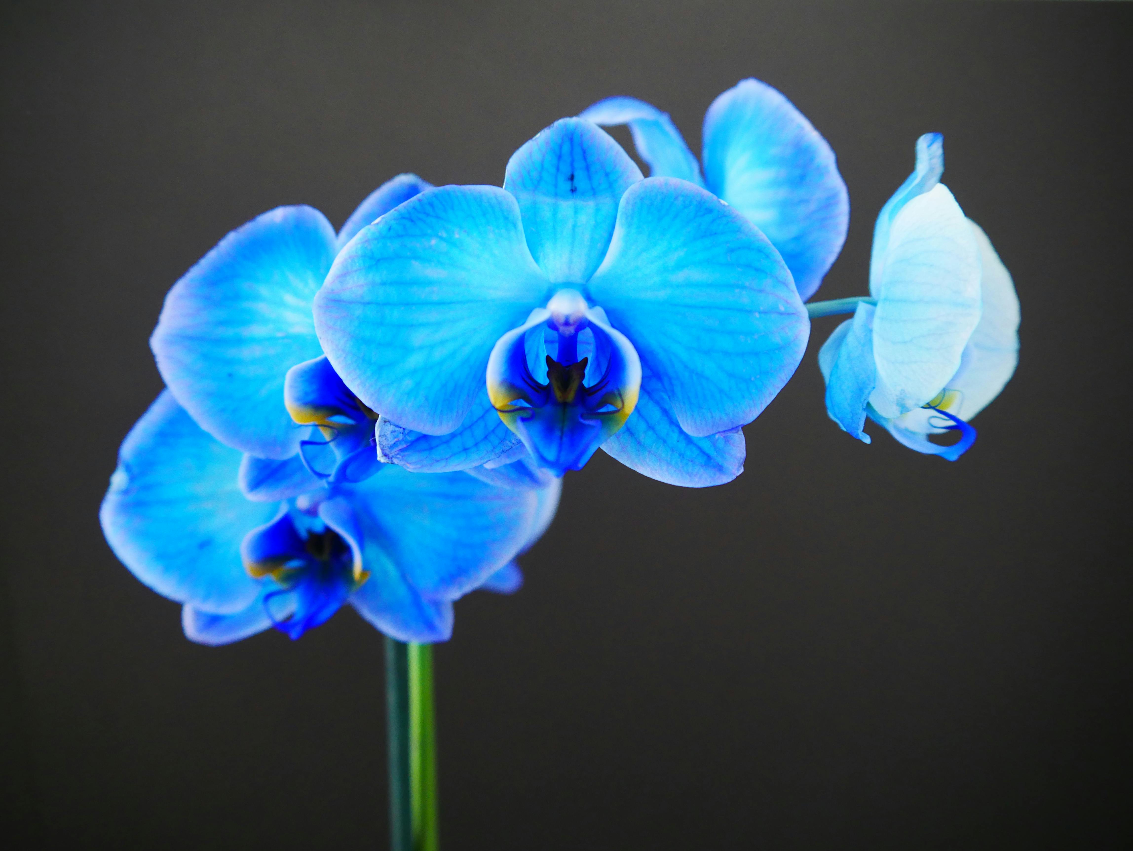 Terkeren 17+ Wallpaper Bunga Warna Biru - Gambar Bunga Indah