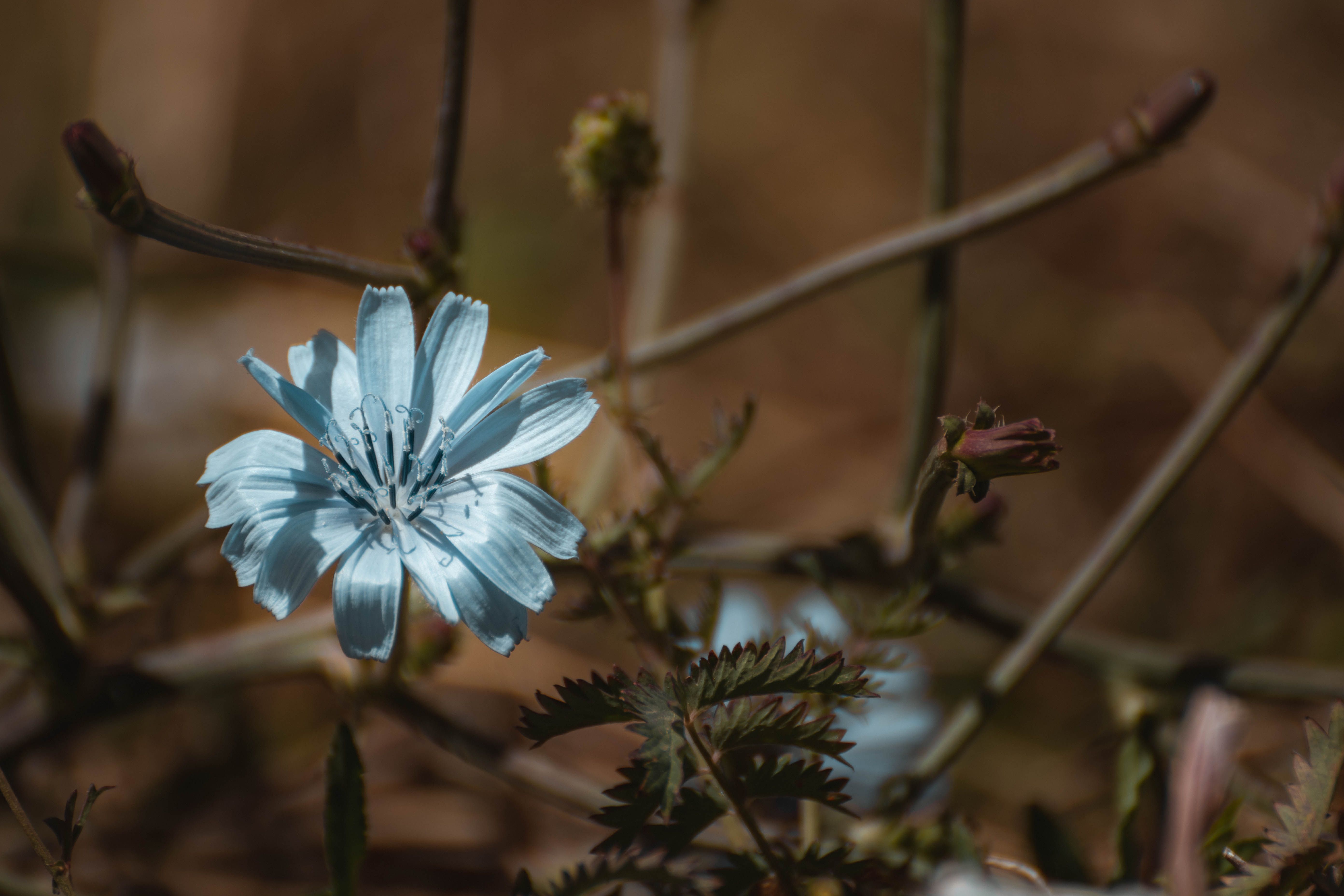 Blue Chicory Flower in Bloom · Free Stock Photo