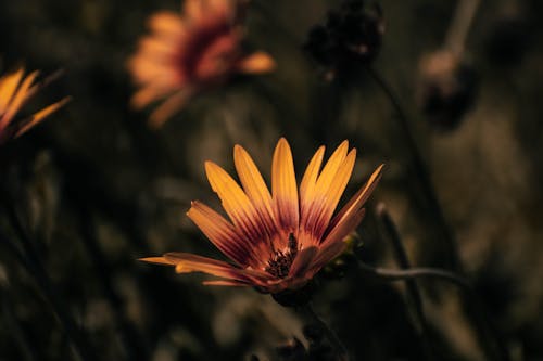 Free stock photo of bloom, environment, petals Stock Photo