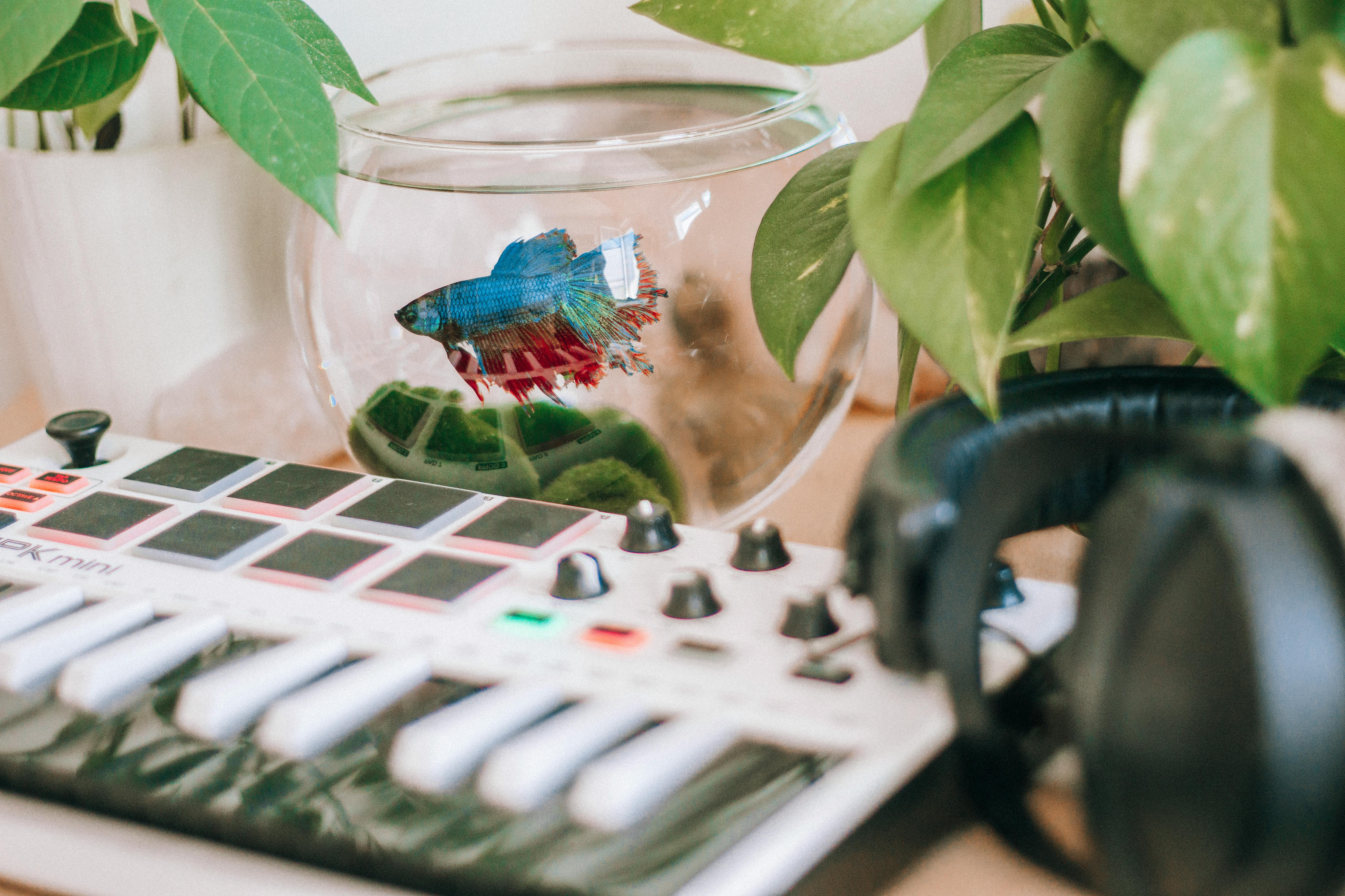 Which is better for heart CoQ10 or fish oil?