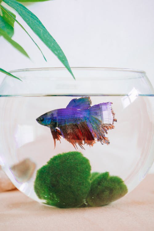 Free A Siamese Fighting Fish in a Fish Bowl Stock Photo