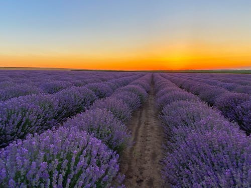 Lavender field