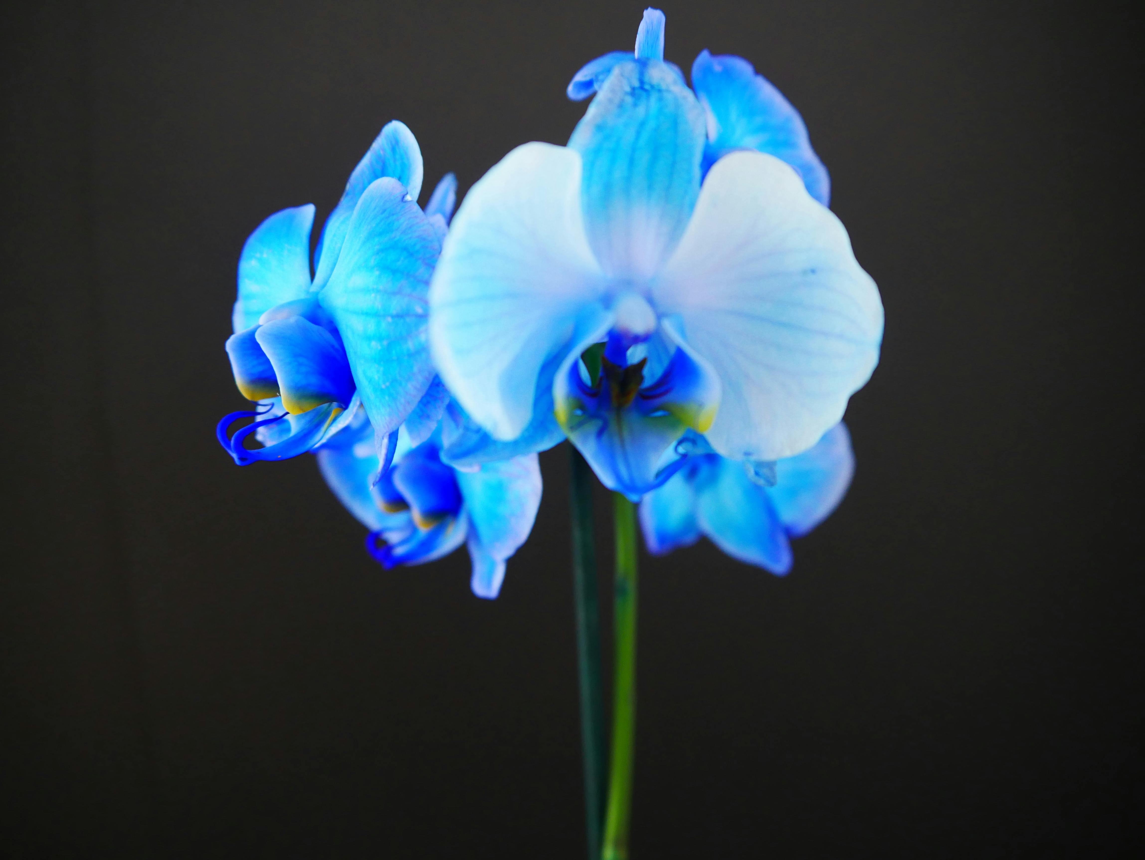 Fantastis 19 Wallpaper Bunga Biru Hd Gambar Bunga HD Fantastis 19 Wallpaper Bunga Biru Hd Gambar Bunga HD