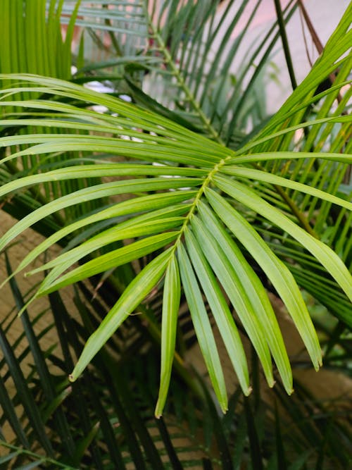 Kostenloses Stock Foto zu grüne blätter, nahansicht, palmenblätter