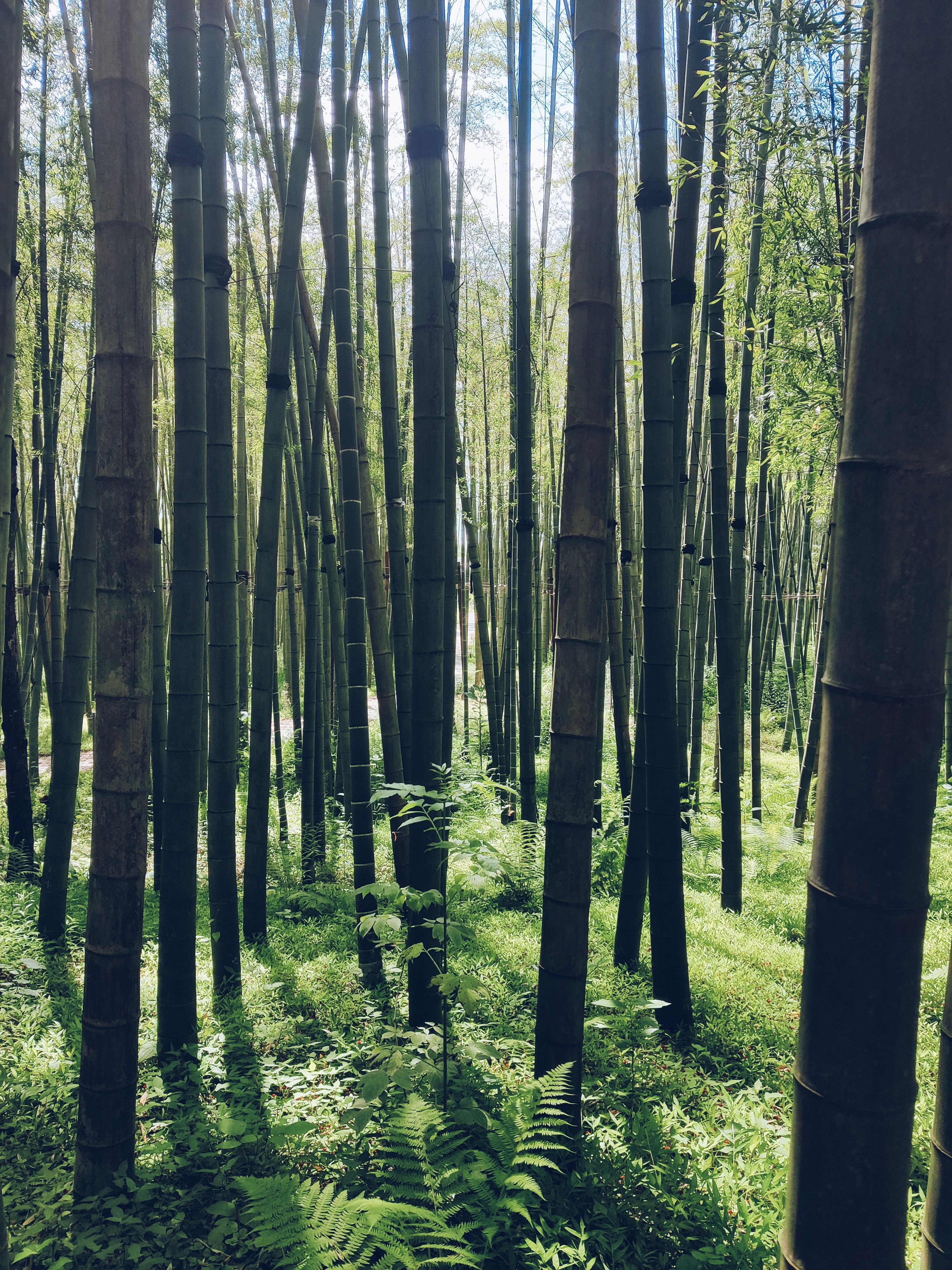 bamboo
