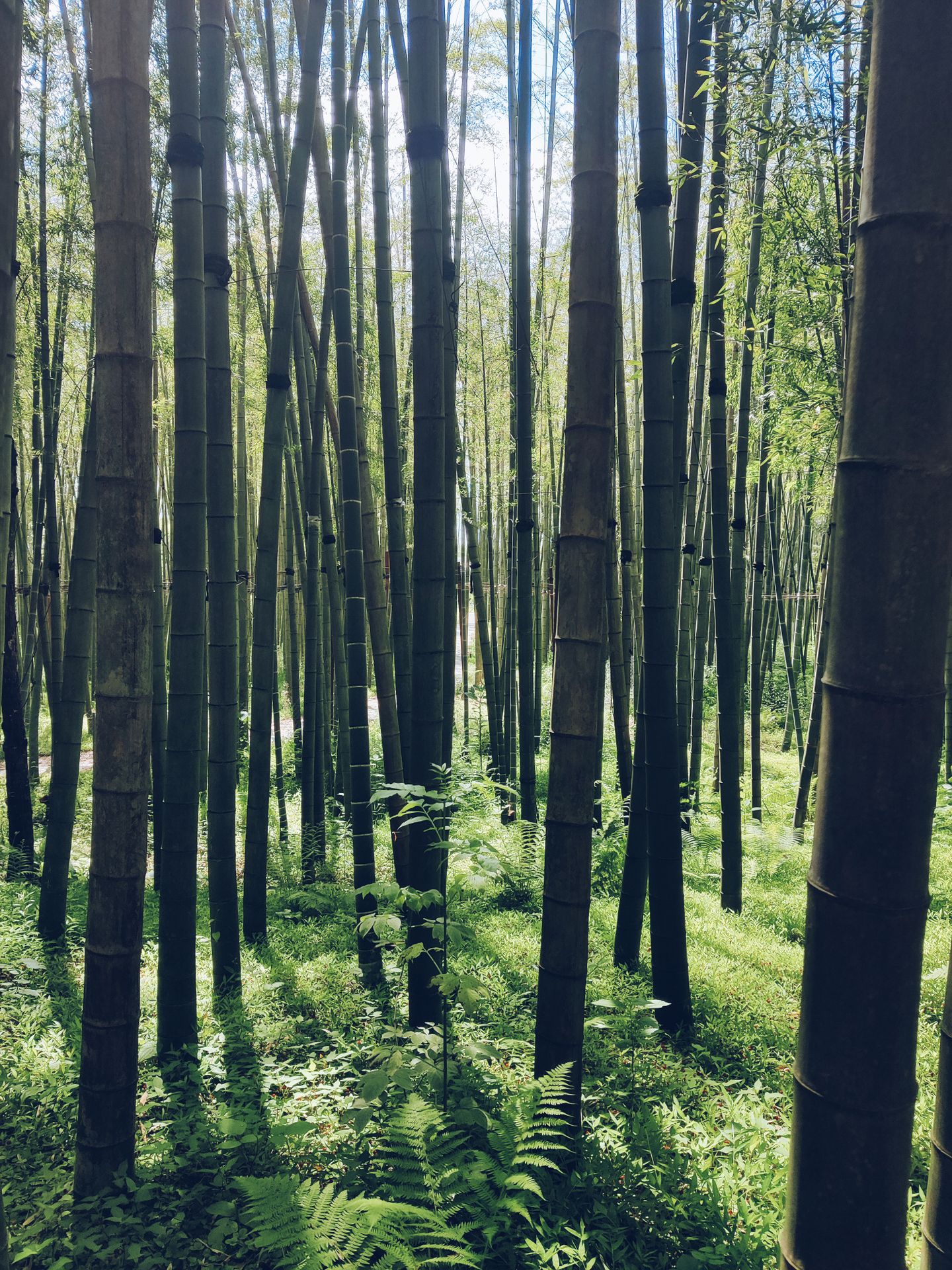 bamboo