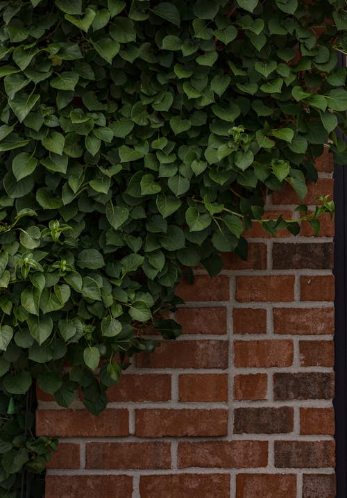 Green Leaves Beside a Brick Wall