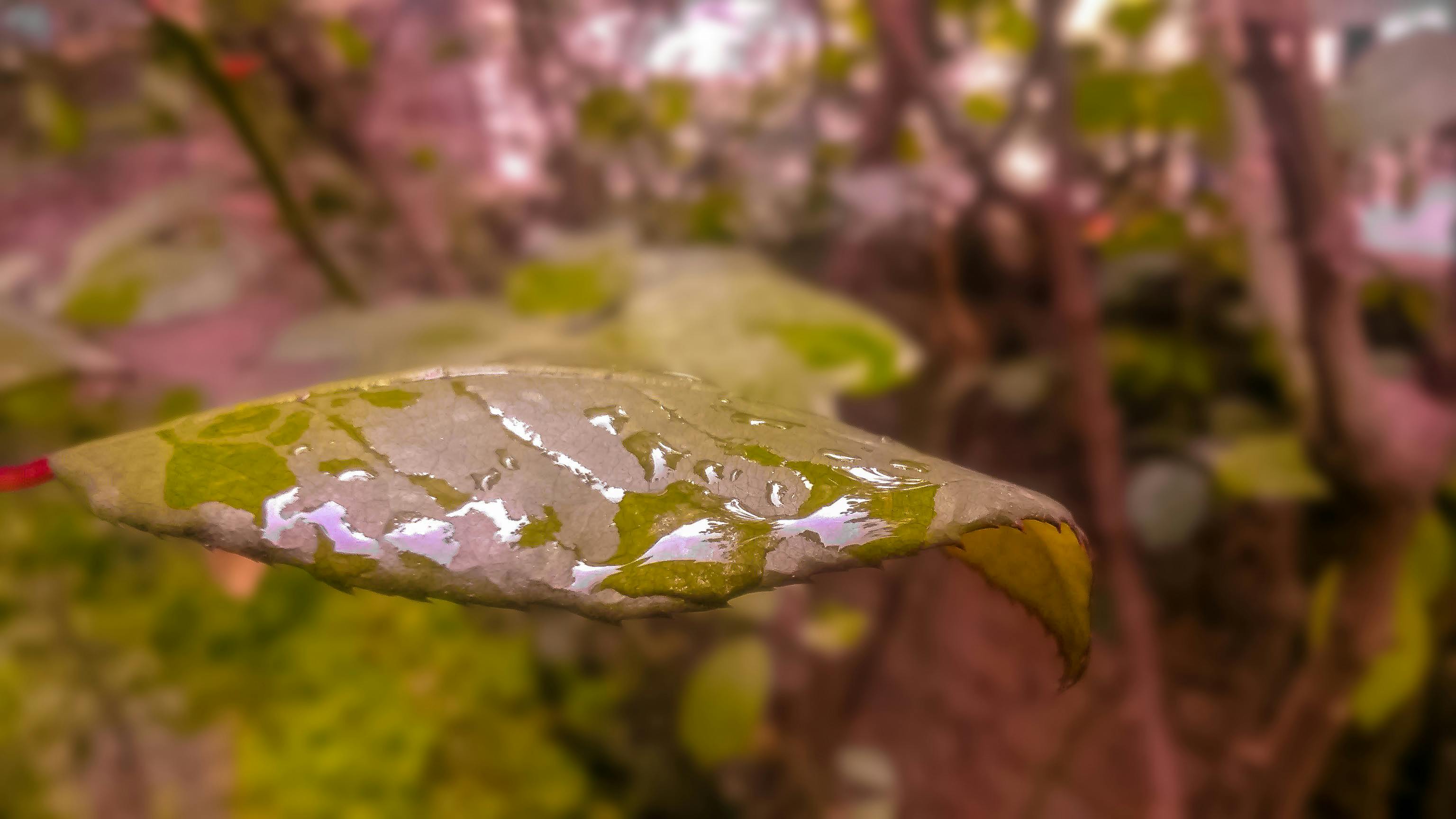 Free stock photo of autumn leaf, rain drops, rose leaf