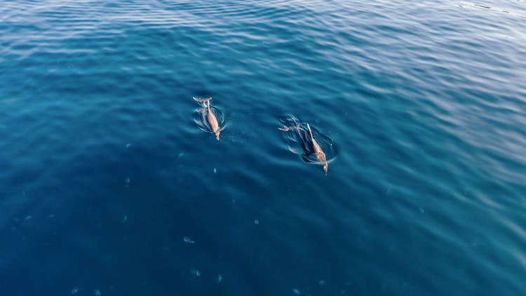 Dolphins Swimming In The Sea 