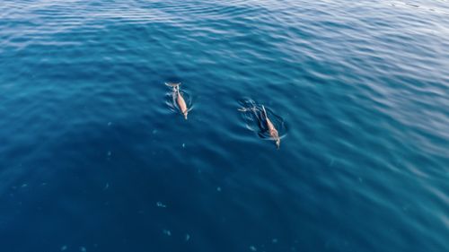 Free Two dolphins swim gracefully in the open sea, captured from above. Stock Photo