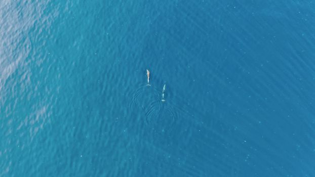Aerial shot of dolphins swimming in clear blue ocean water, showcasing marine wildlife and aquatic life.