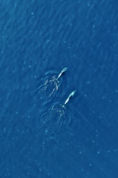 Two dolphins gracefully swimming in a clear blue ocean, captured from above.