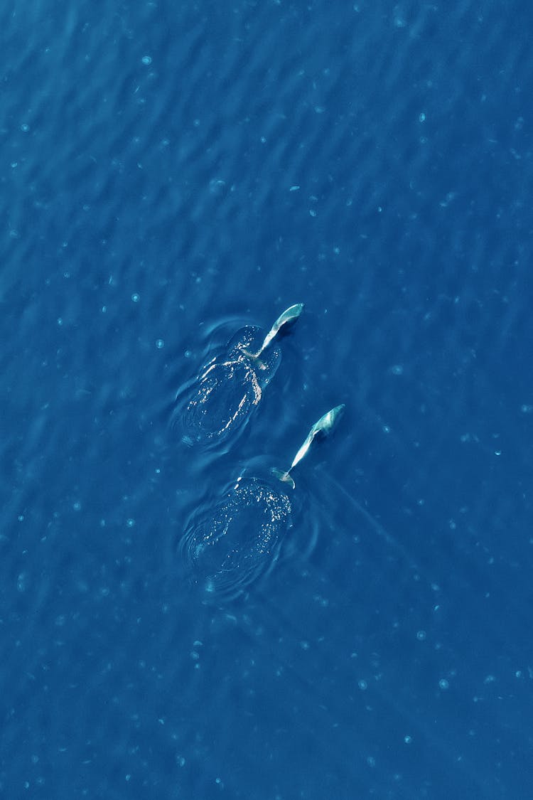 Drone Shot Of Dolphins Swimming In A Blue Sea