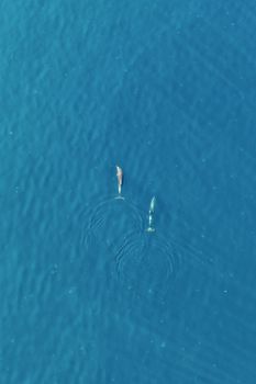 Two dolphins swimming in the vast blue ocean, captured from above for a breathtaking aerial view.