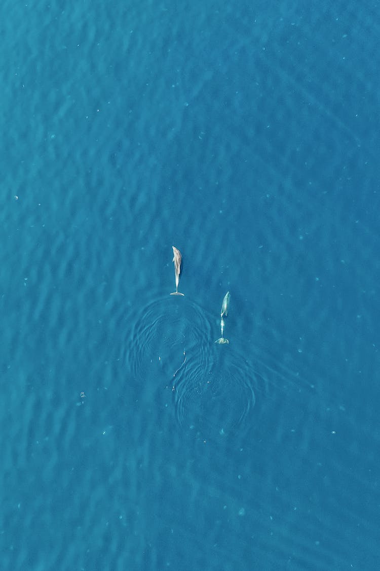 Aerial Shot Of Dolphins Swimming In A Blue Sea