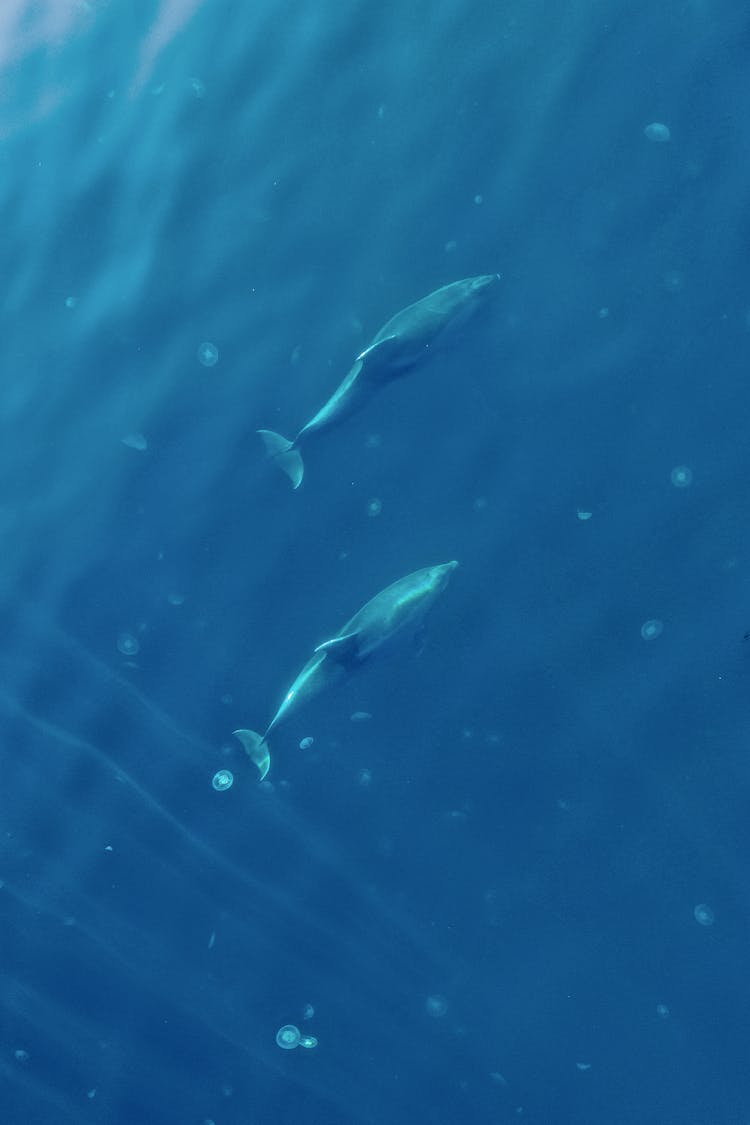 Drone Shot Of Dolphins Swimming In A Blue Sea