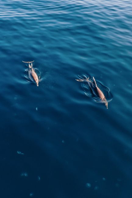 Two dolphins swim gracefully in a deep blue ocean, captured from above.