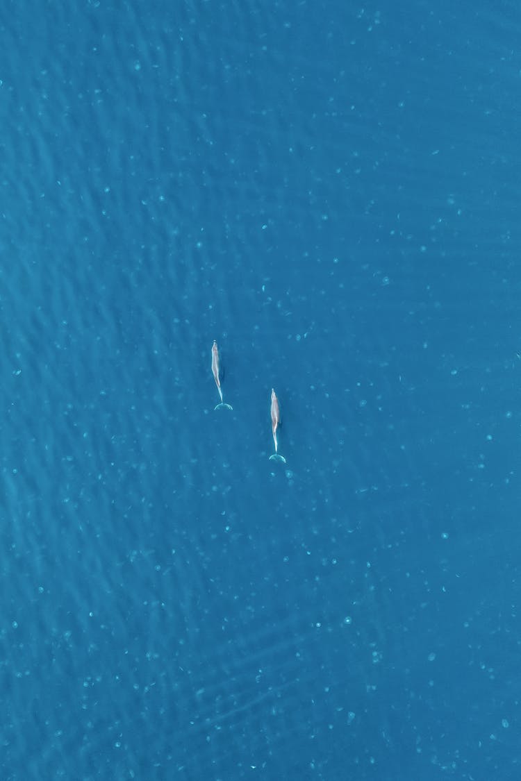 Aerial Shot Of Dolphins Swimming In A Blue Sea