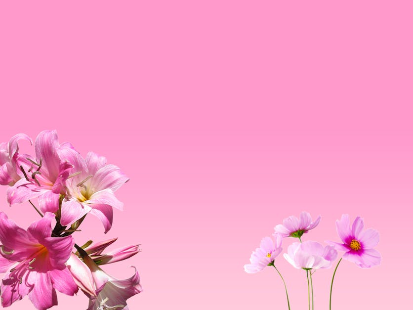 Photo of Pink Flowers · Free Stock Photo
