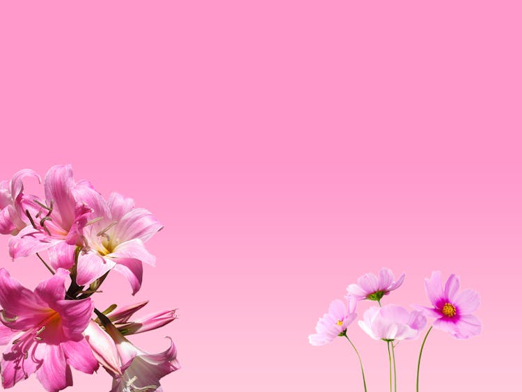 Photo Of Pink Flowers