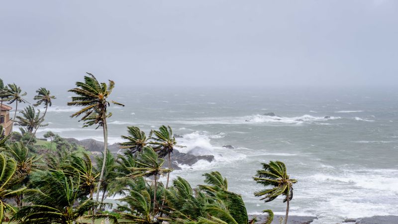 Palm trees swaying in strong winds by a stormy ocean seascape.
