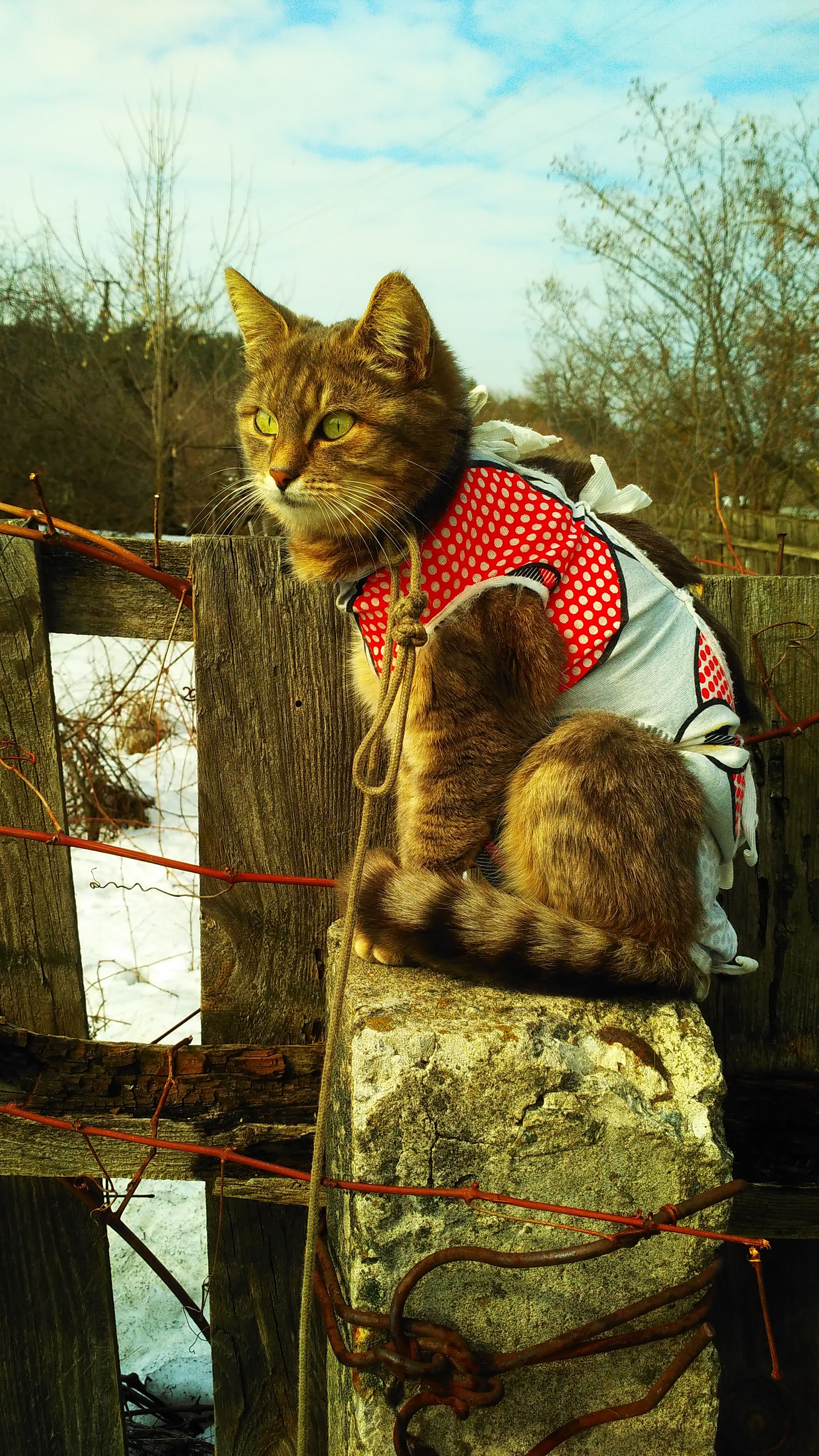 A cute tabby cat wearing a red vest sits on a rustic fence outdoors in winter.