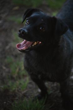 dog photo