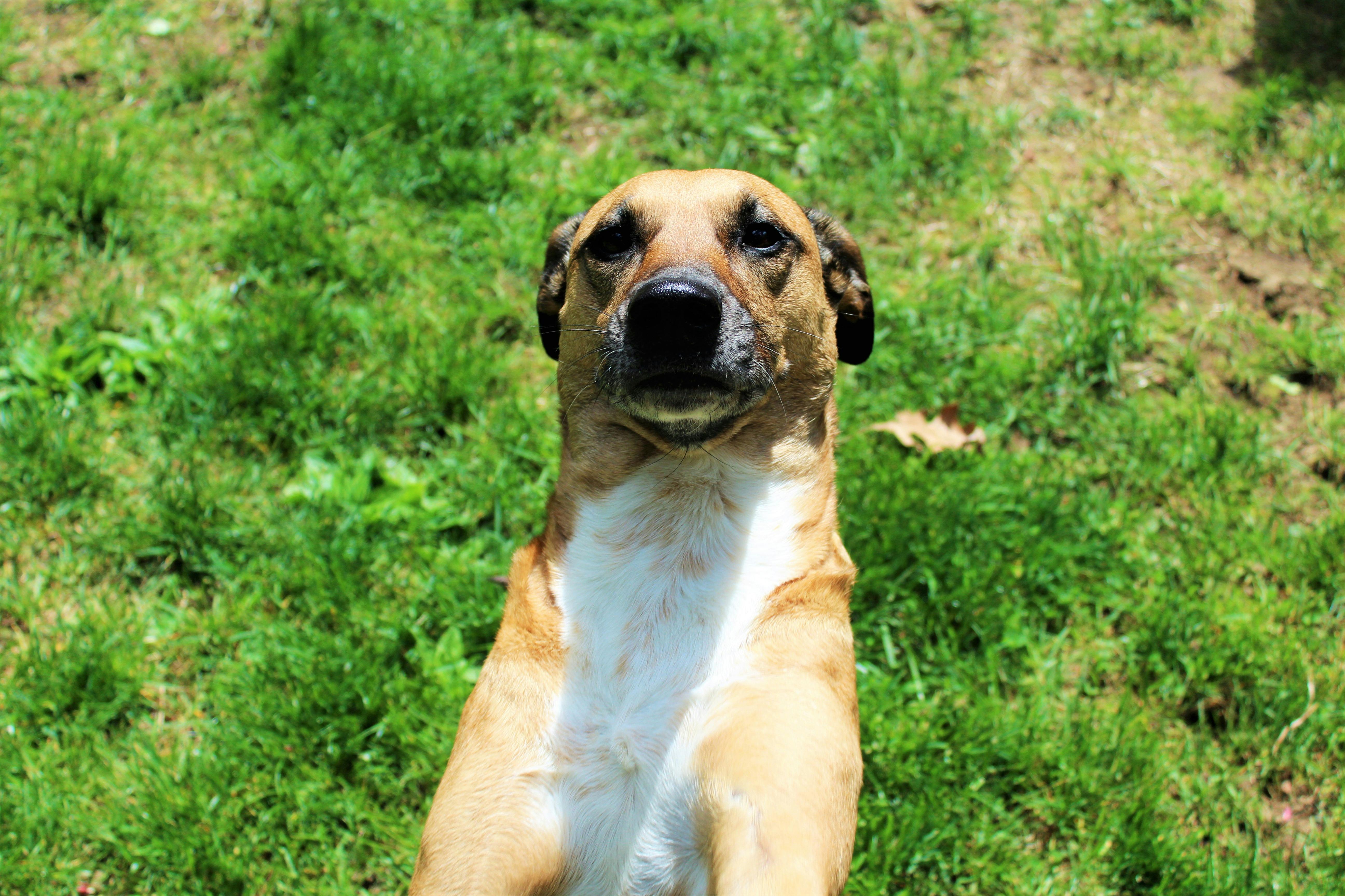 Foto Stok Gratis Tentang Anjing Lucu Anjing Penyelamat Muka Anjing