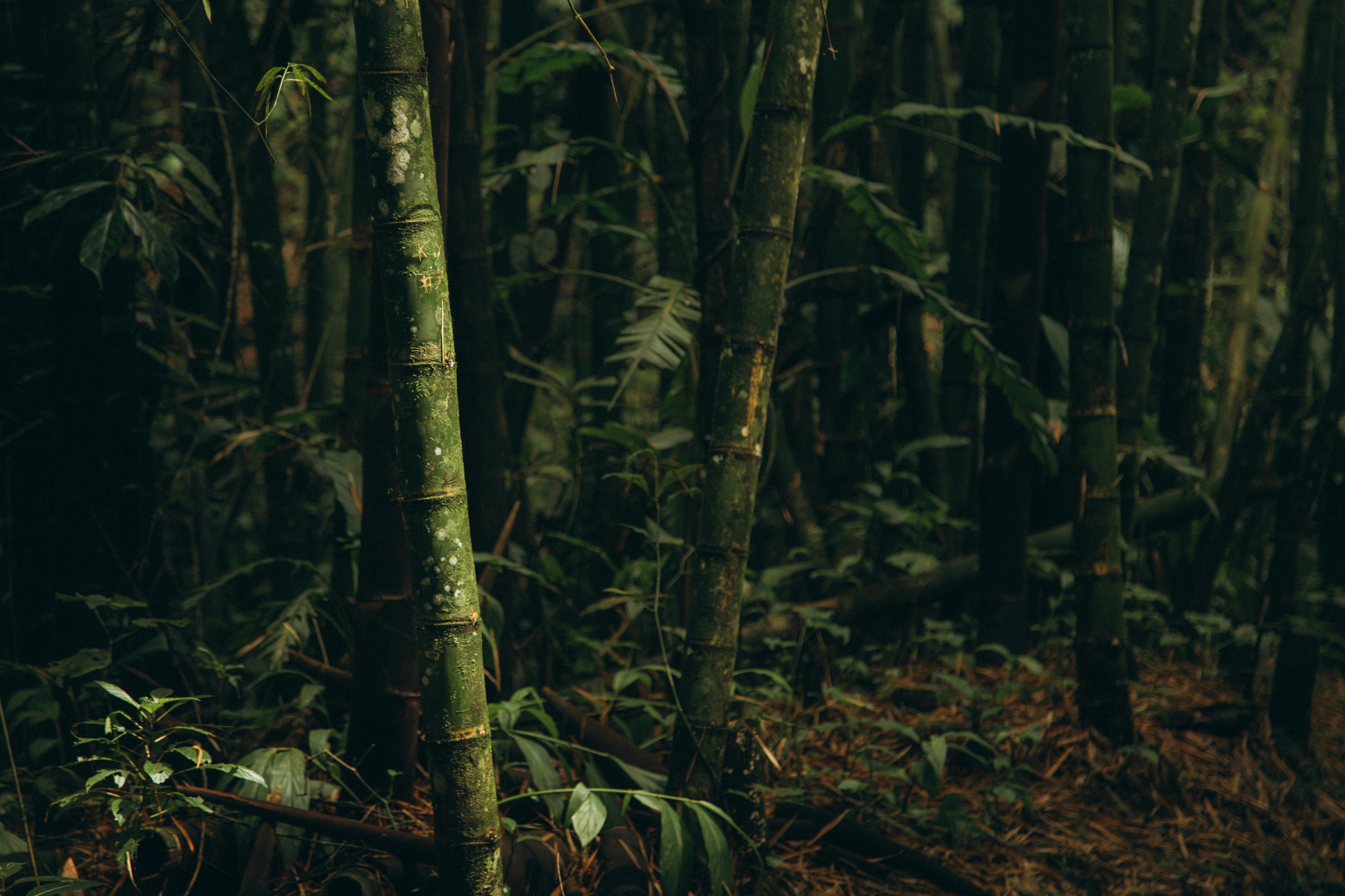 Bamboo Forest · Free Stock Photo
