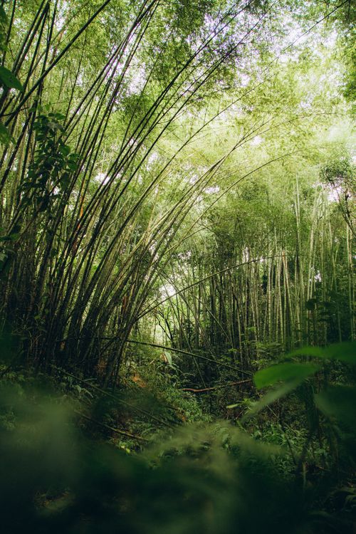 Free Explore the serenity of a bamboo forest with towering green stalks and lush foliage. Stock Photo