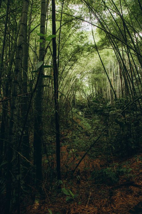 Free Explore a dense bamboo forest with towering stalks creating a serene path, perfect for nature lovers. Stock Photo