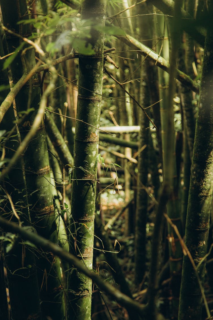 Scenery Of A Green Bamboo Forest