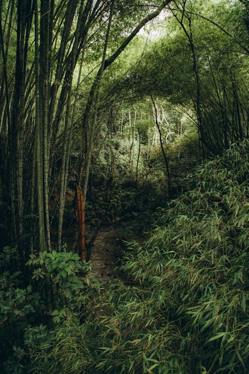 Green Plants and Trees