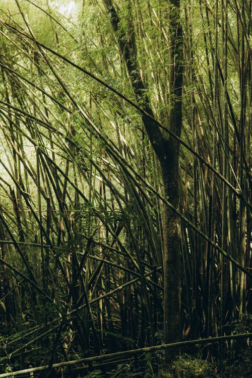 Free A tranquil bamboo forest captured in natural daylight, showcasing dense green foliage. Stock Photo