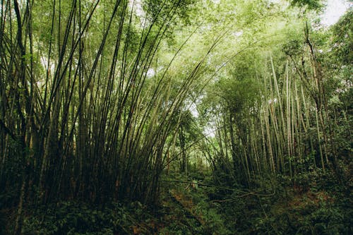 Kostenloses Stock Foto zu bambus, bäume, dicht