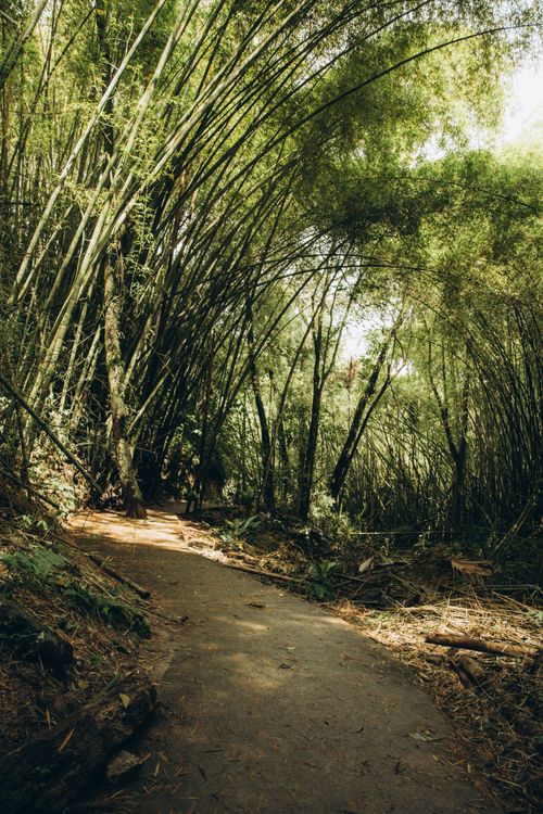 Free Explore a tranquil pathway winding through a dense, sunlit bamboo forest, inviting peaceful walks. Stock Photo