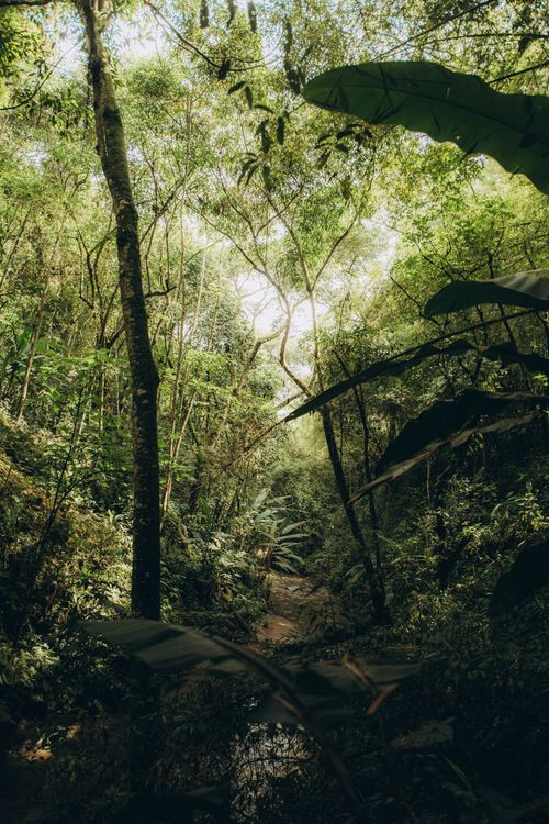 Free Sunlight filters through dense green foliage in a tranquil forest scene. Stock Photo