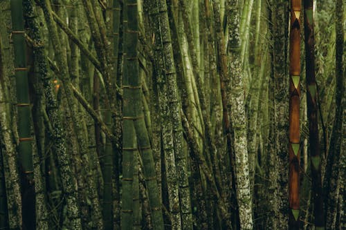 Close-up of Bamboos in a Forest 