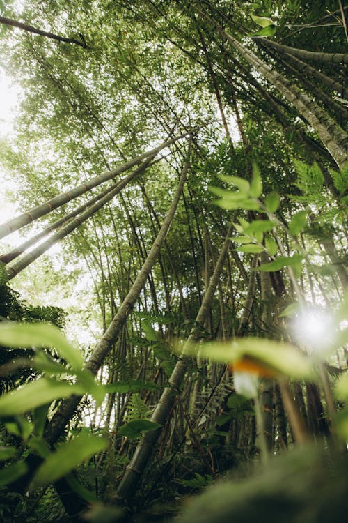 Gratis stockfoto met bamboebomen, bladeren, Bos