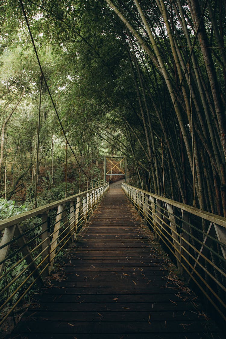 Scenery With A Wooden Bridge In A Green Forest