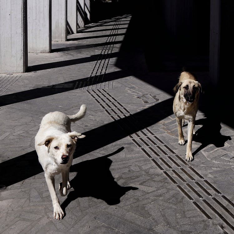 A Stray Dogs On The Street