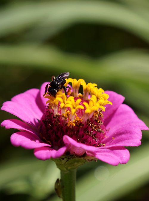 Free Close-up shot of a bee pollinating a bright pink zinnia flower in a garden. Stock Photo