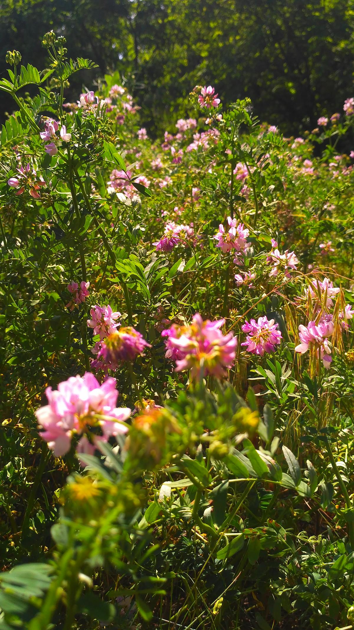 Paratransit van with wheelchair lift and passengers