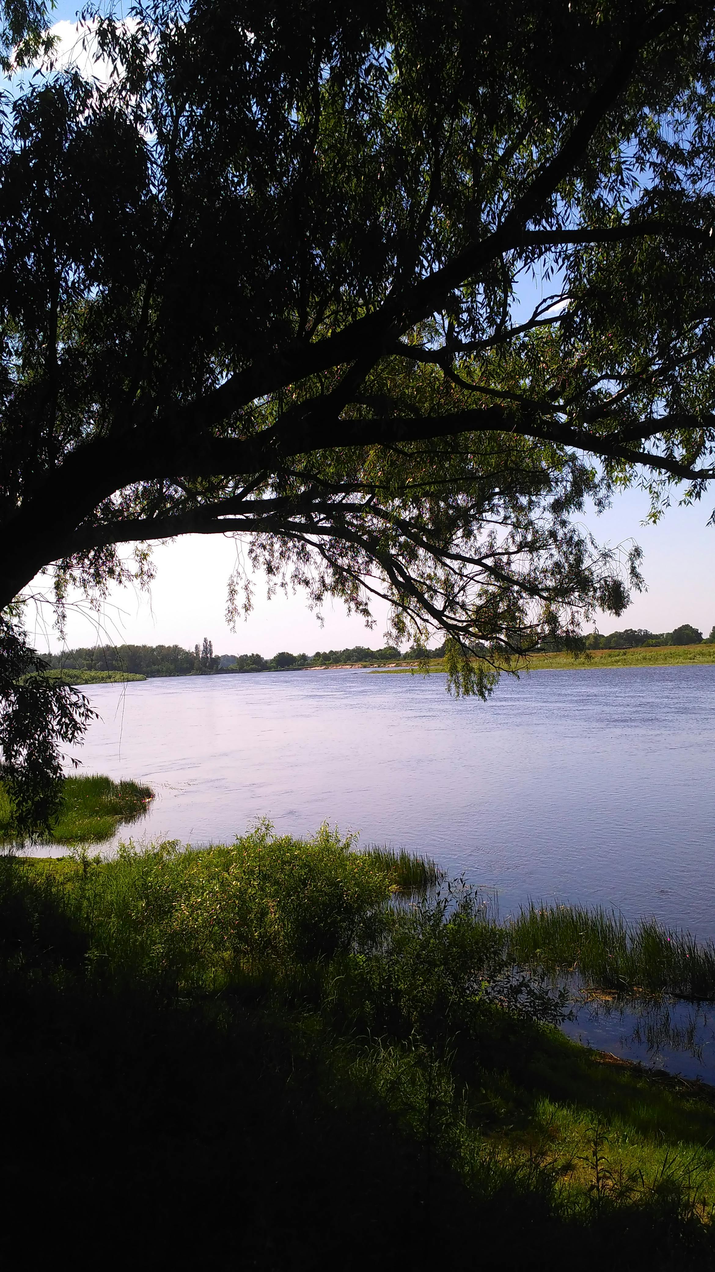Tranquil lake view with lush green trees under a clear blue sky, perfect for nature lovers.